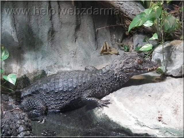 krokodil