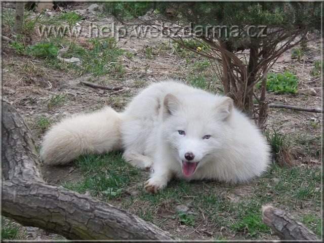 liska