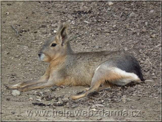 mara