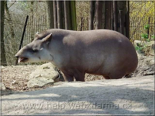 tapir