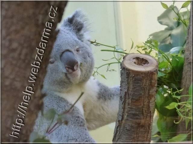 koala