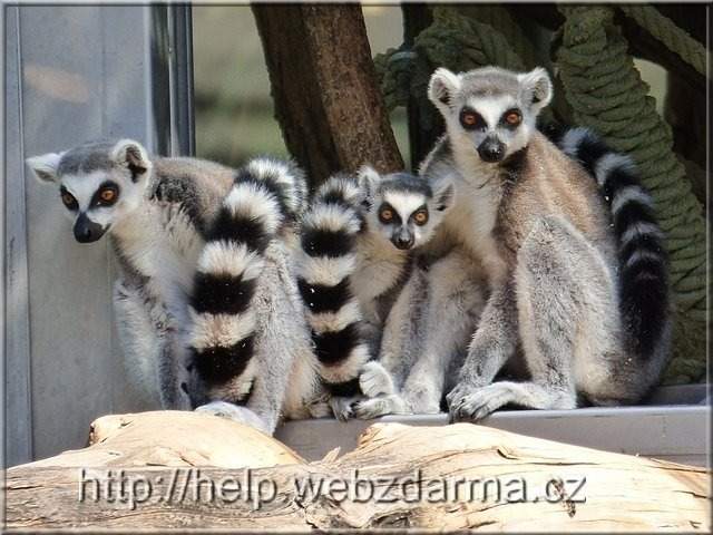 lemuri