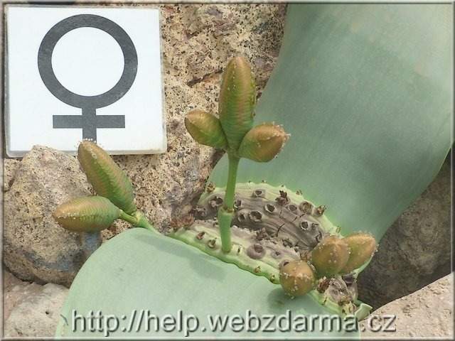 welwitschia