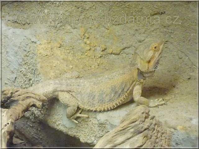 agama