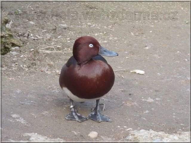 chochlacka