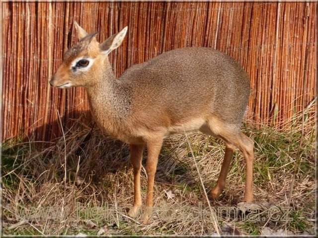 dikdik