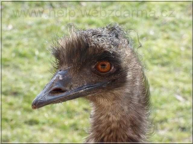 emu