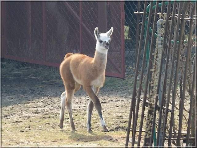 lama