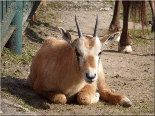 oryx