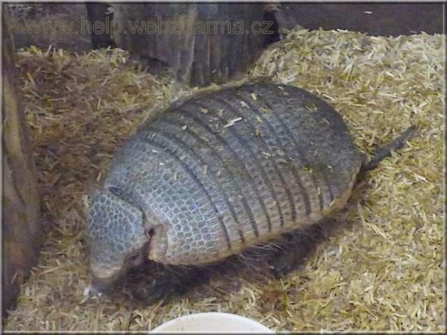 pasovec