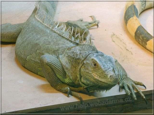 leguan