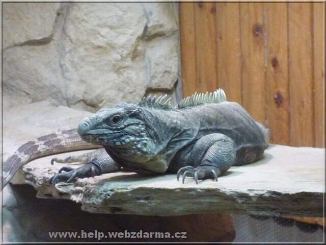leguan