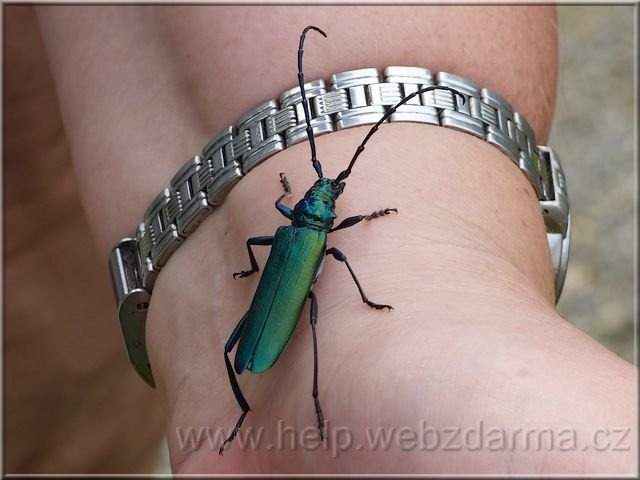 fuzac