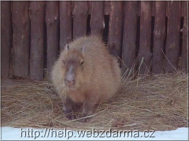 kapybara