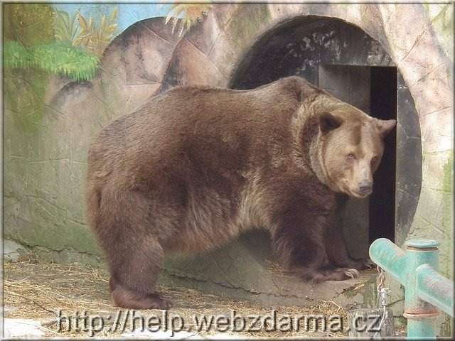 medved