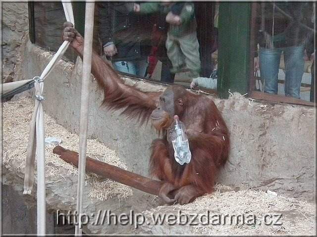 orangutan