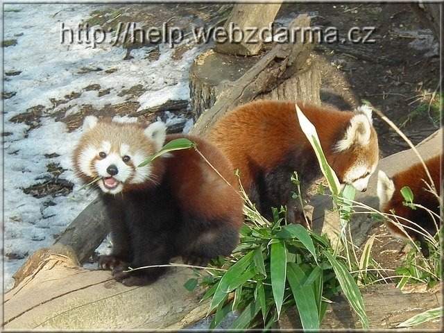pandy1