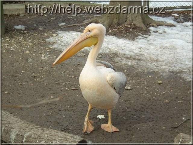 pelikan