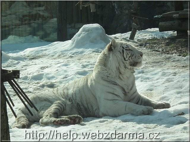 tyger