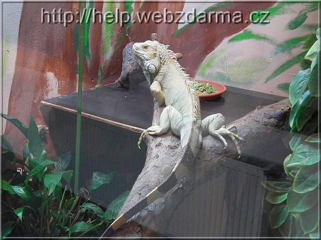 leguan