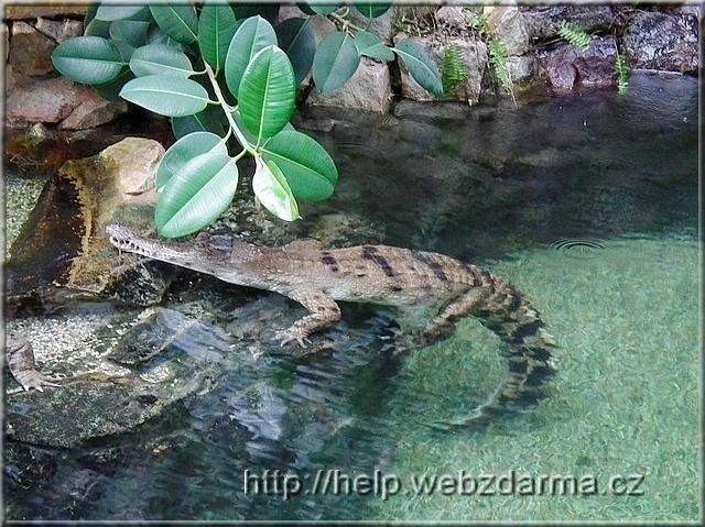 krokodil
