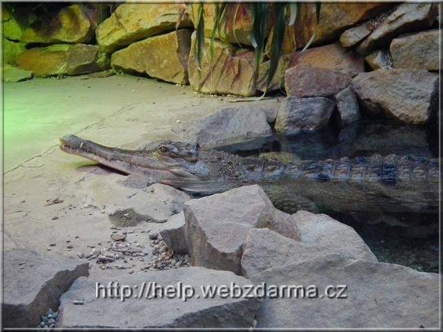 krokodil2