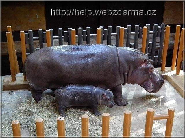 rodinka