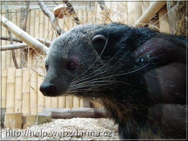binturong